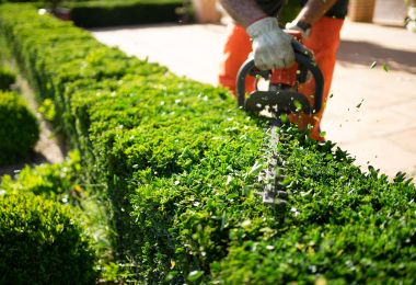 Jetzt Kostenfreien "Mein Grünpfleger" Besprechung anfragen